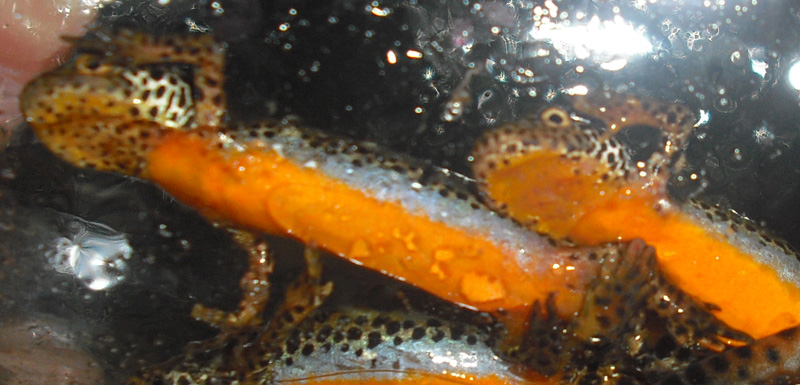 anfibi favolosi nel casentino